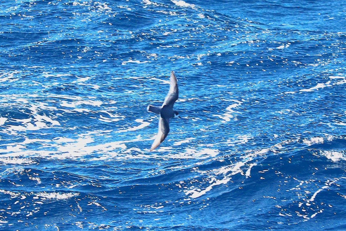 Blue Petrel - ML645885364