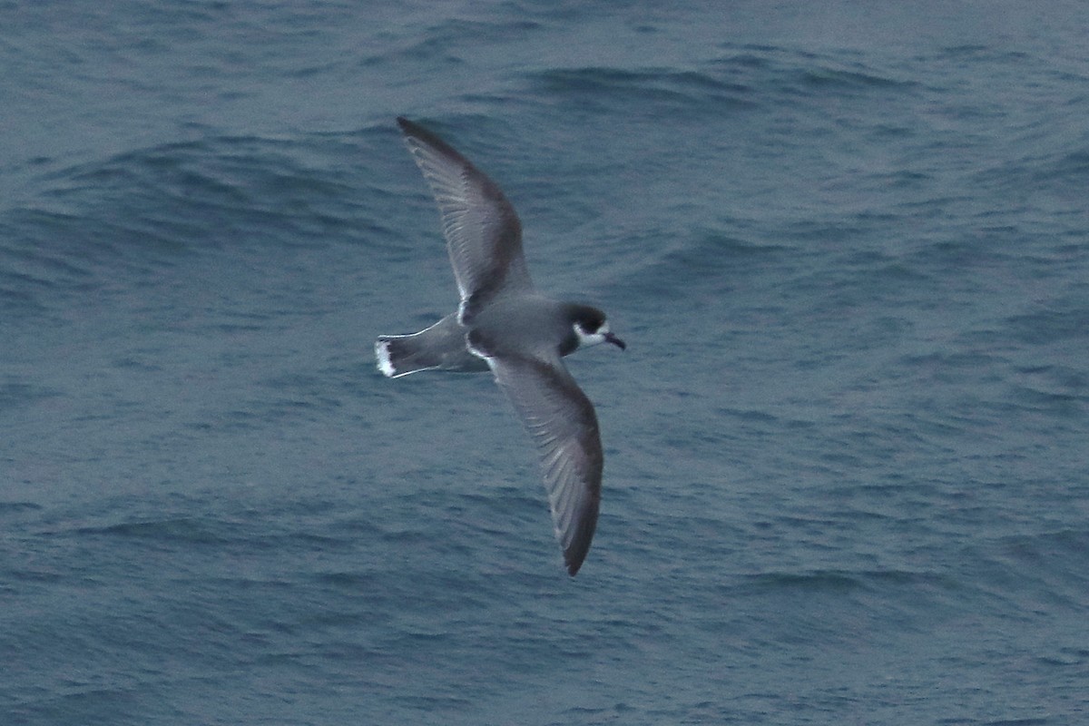 Blue Petrel - ML645885365
