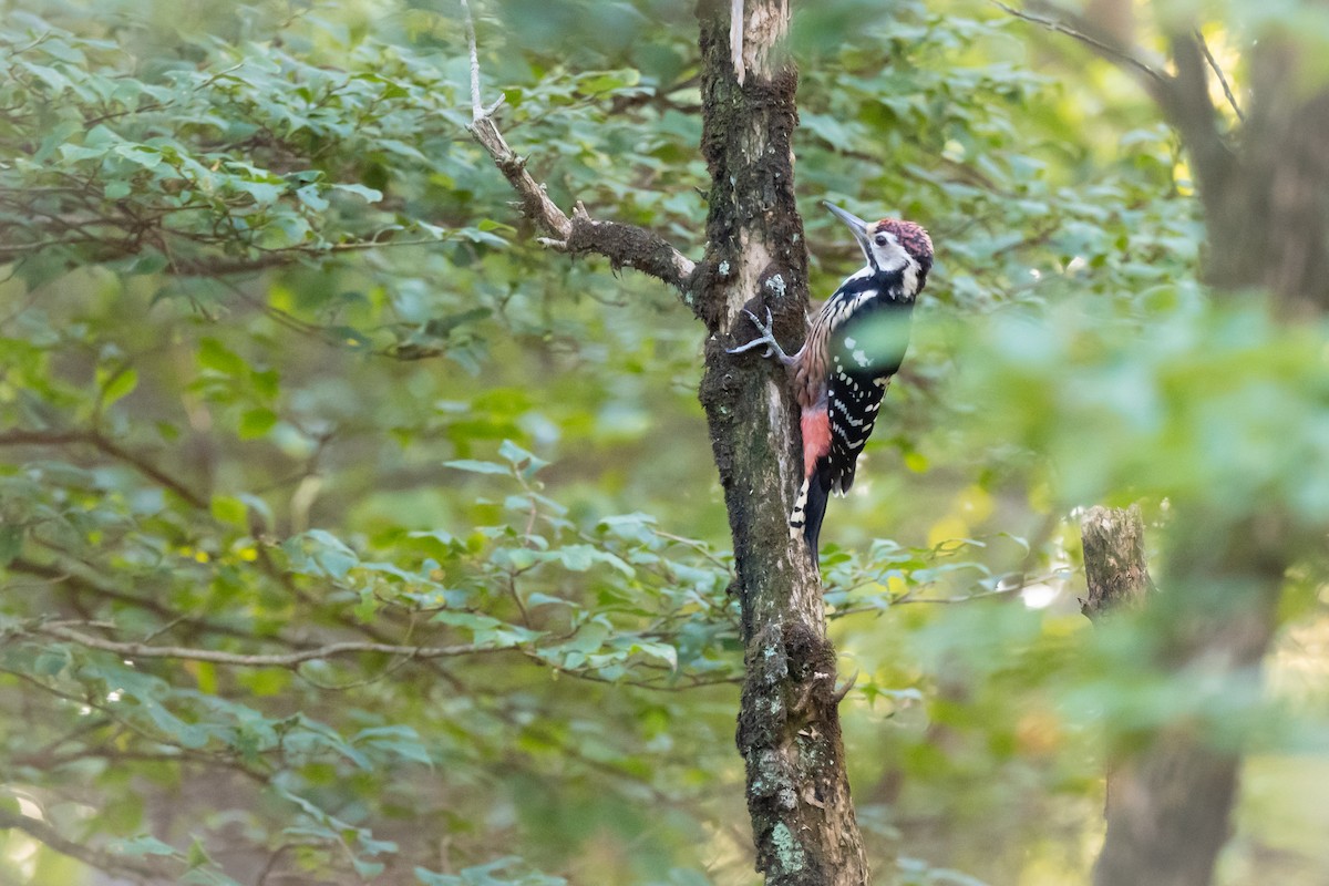 Дятел білоспинний - ML645885367