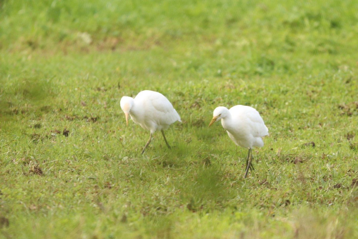 Western Cattle-Egret - ML645885368