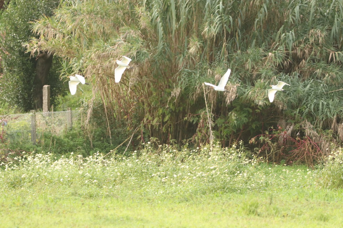 Western Cattle-Egret - ML645885369