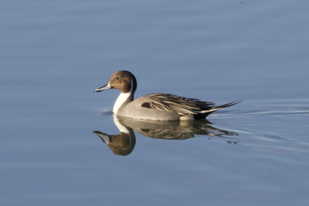 Northern Pintail - ML645885371