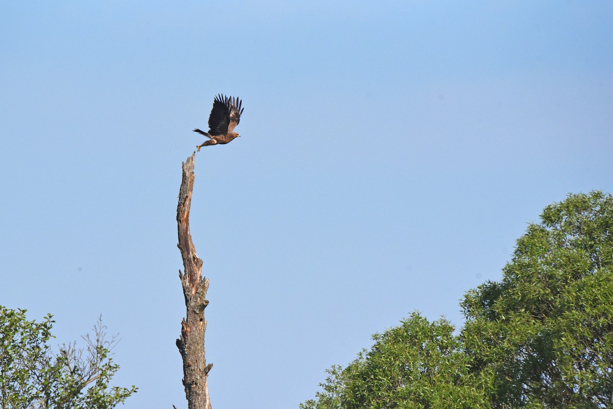 Lesser Spotted Eagle - ML645885372