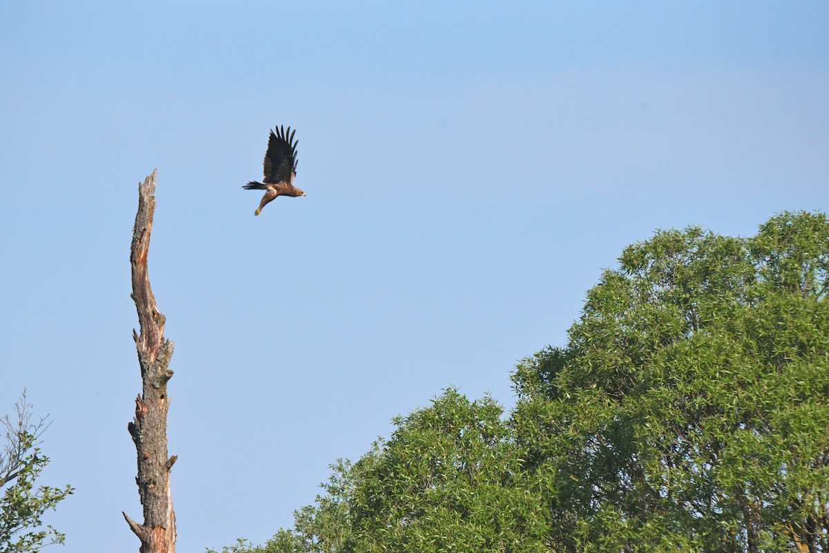 Lesser Spotted Eagle - ML645885373