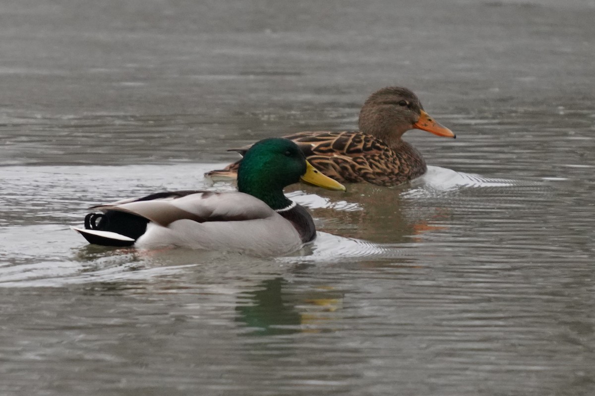 Mallard - ML645885374