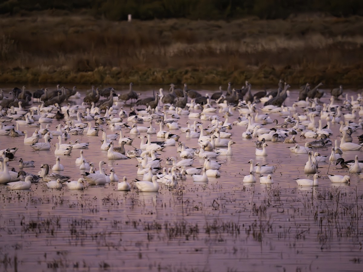 Snow Goose - ML645885375