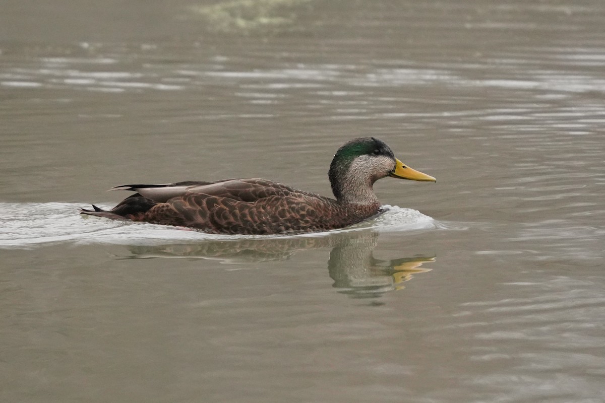 Mallard x American Black Duck (hybrid) - ML645885381
