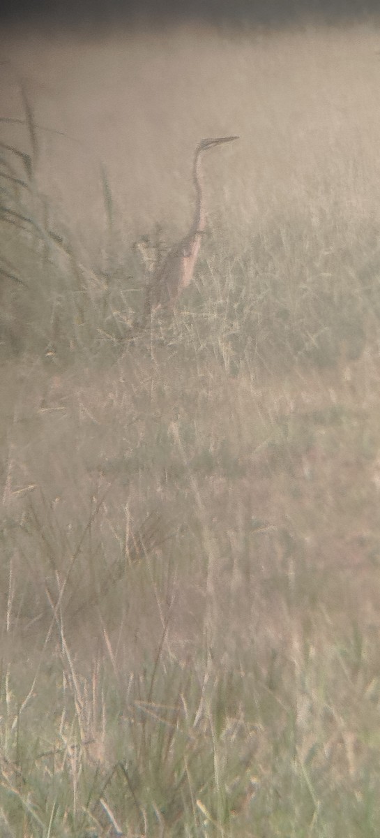 Purple Heron - ML645885382