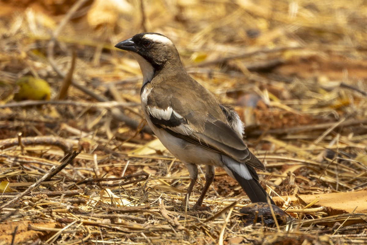 White-browed Sparrow-Weaver - ML645885383