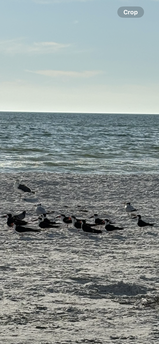 Black Skimmer - ML645885384