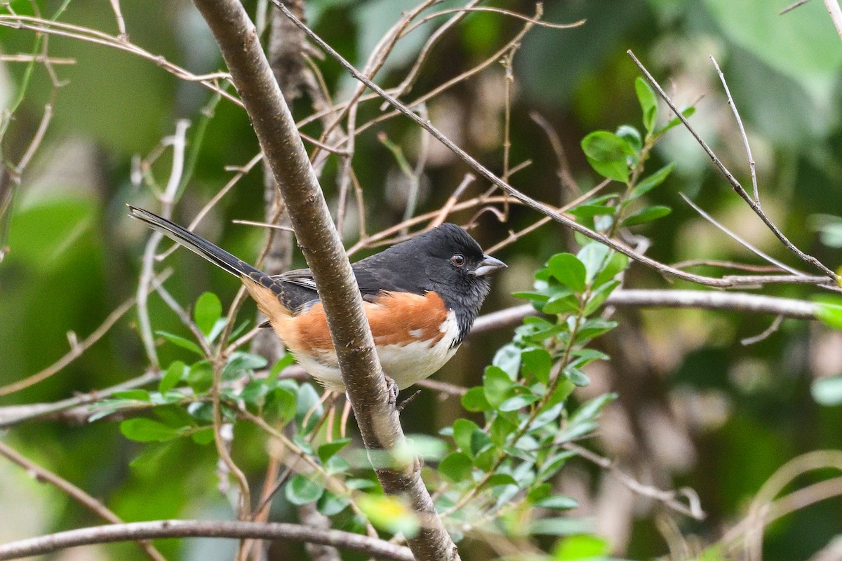 Eastern Towhee - ML645885385