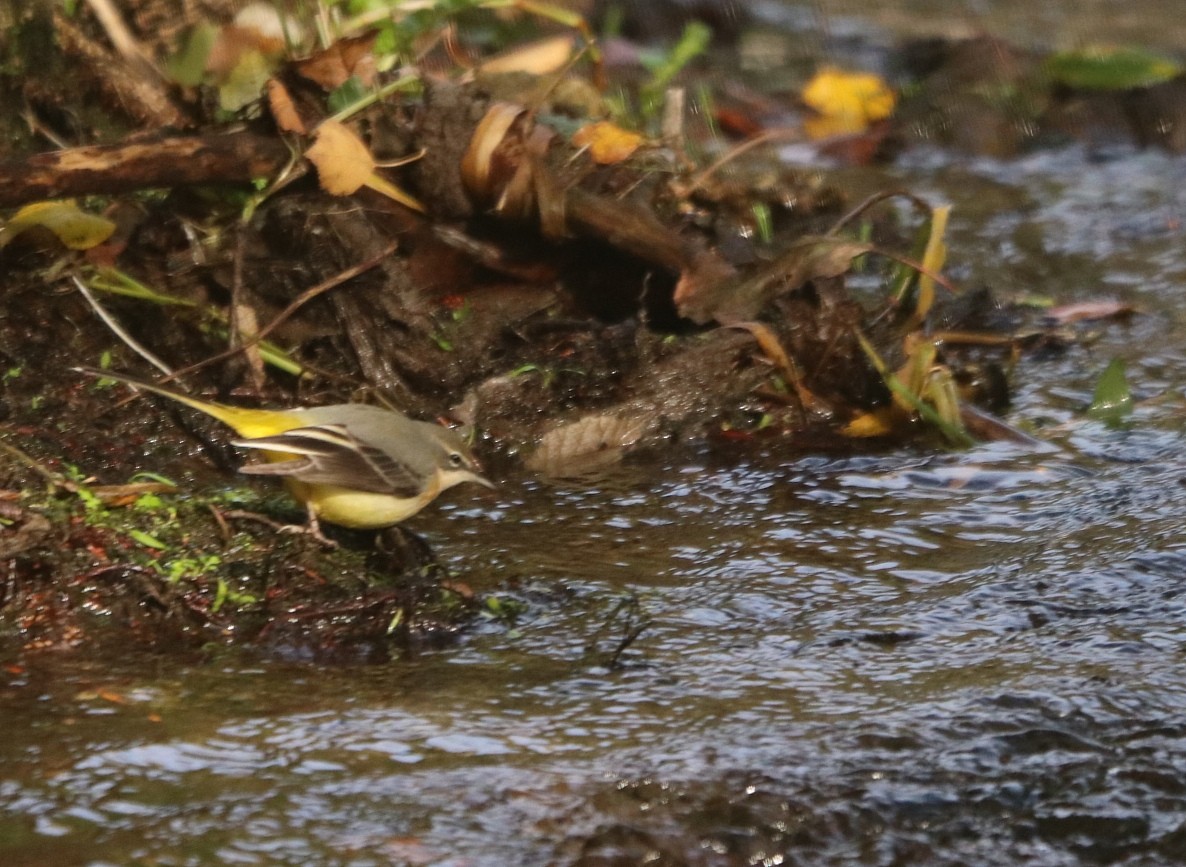Gray Wagtail - ML645885386