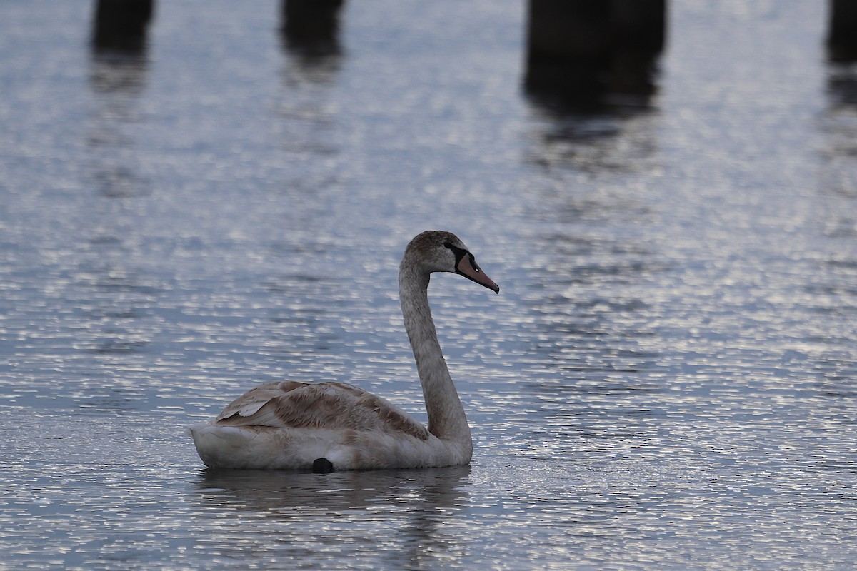 Mute Swan - ML645885387
