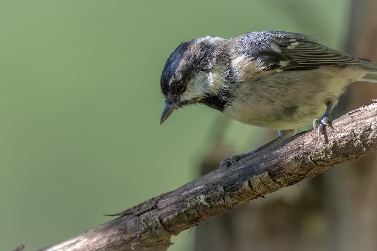 Coal Tit - ML645885388