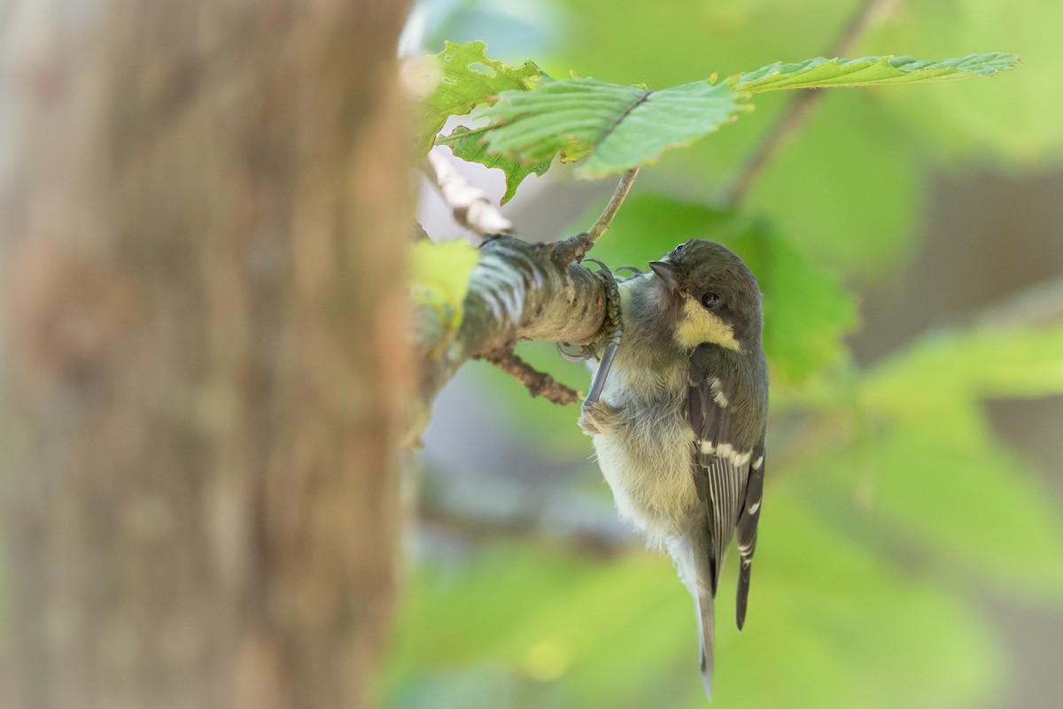 Coal Tit - ML645885389