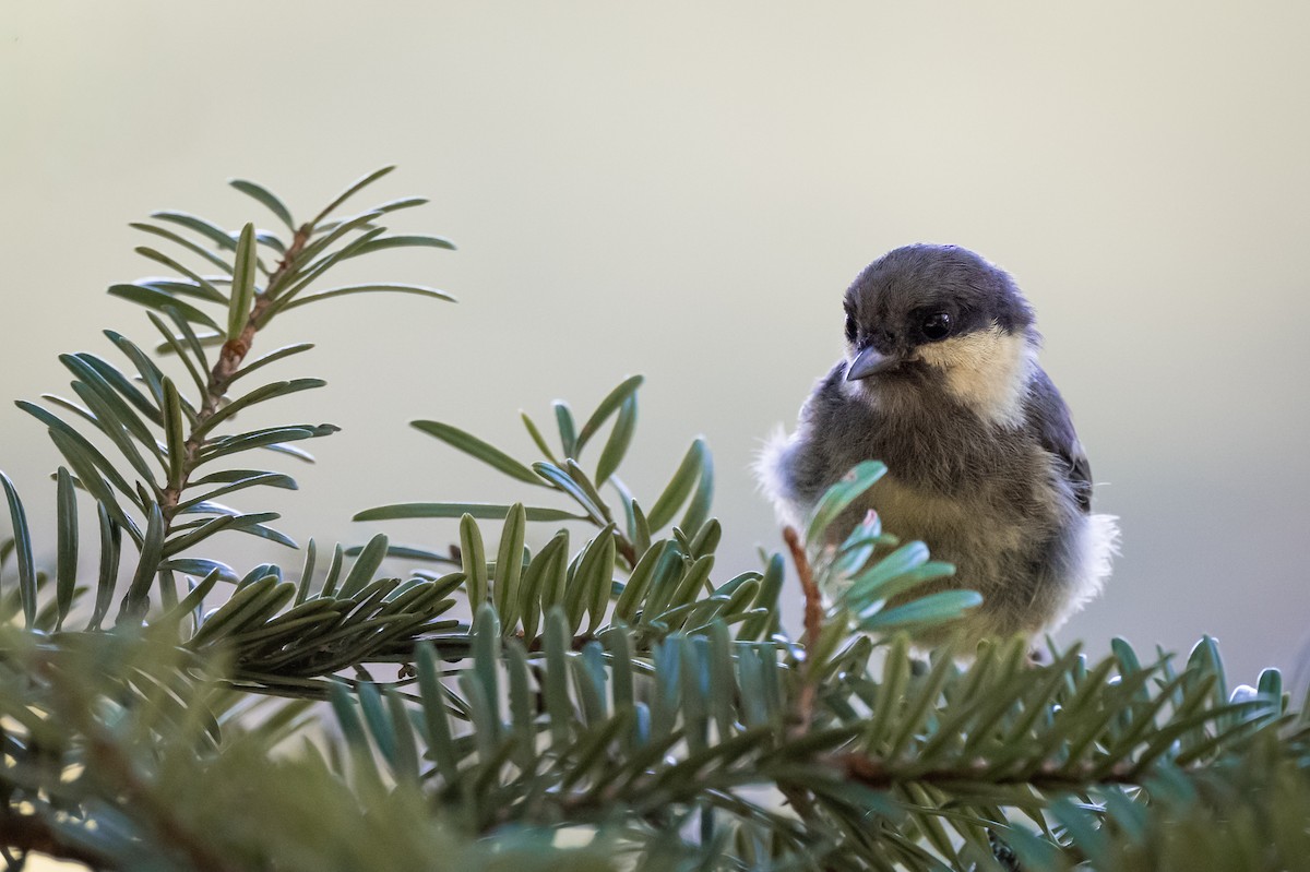 Coal Tit - ML645885391