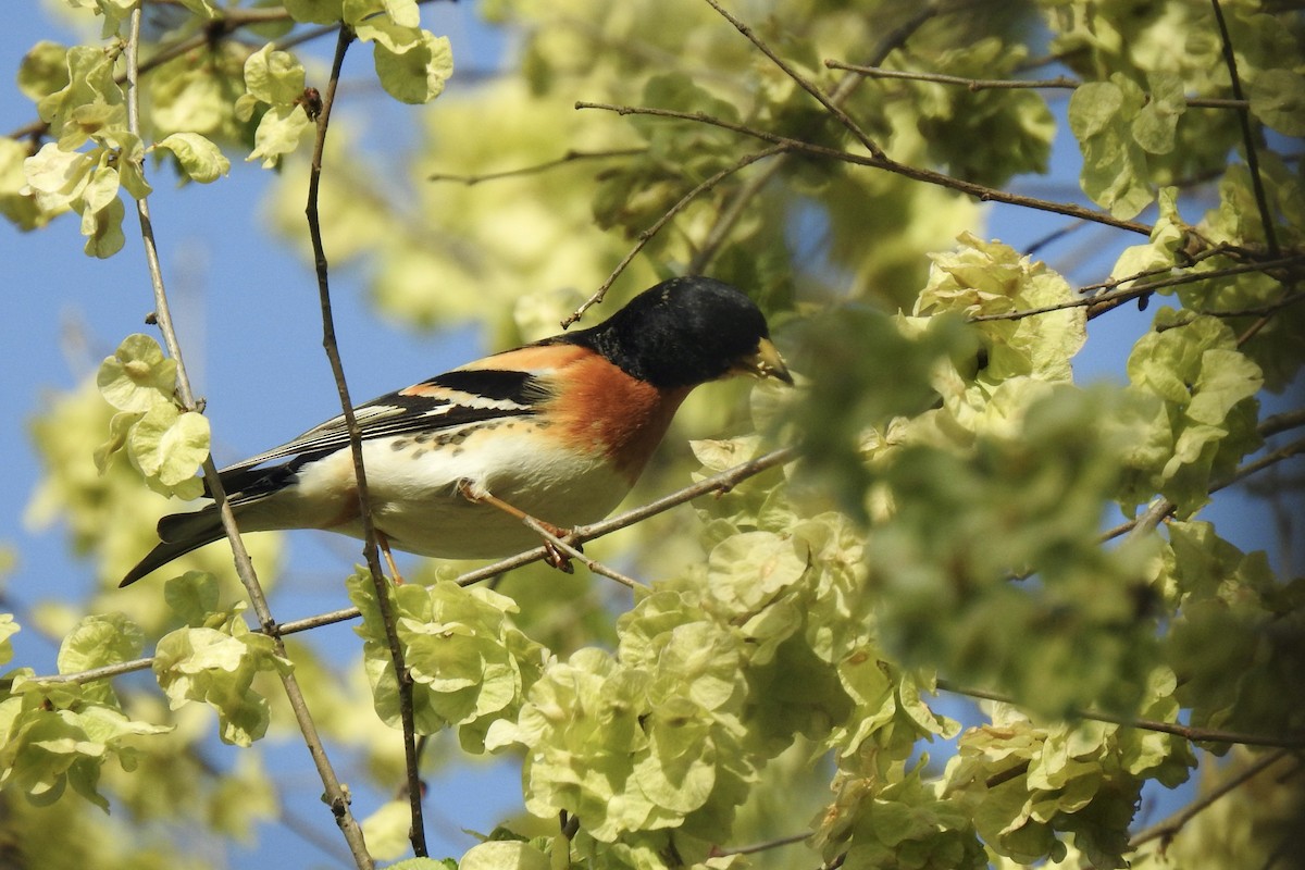 Brambling - ML645885393