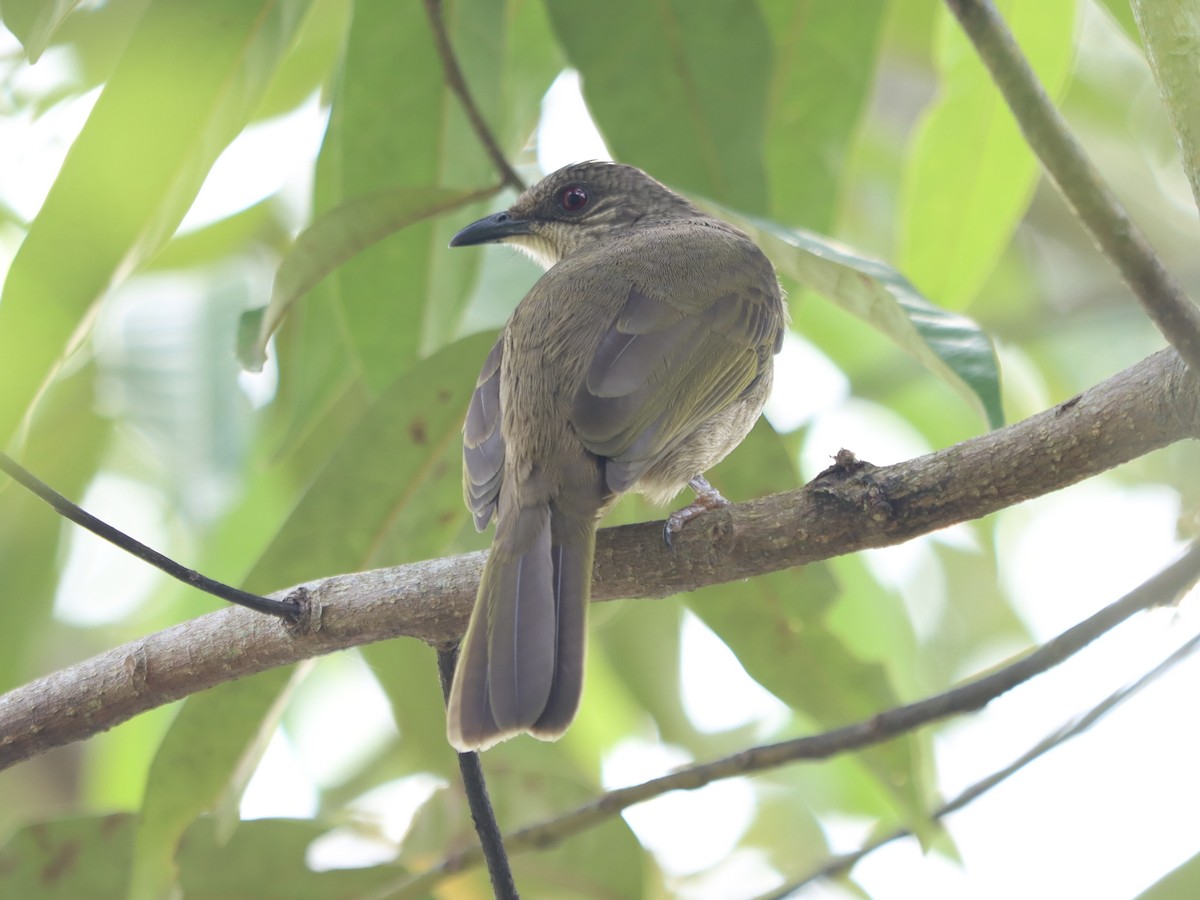 Olive-winged Bulbul - ML645885394