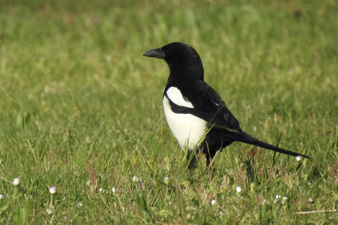 Eurasian Magpie - ML645885395