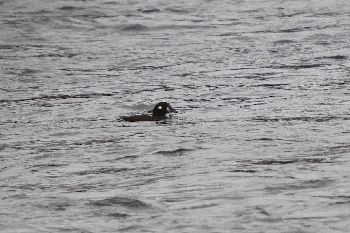 Harlequin Duck - ML645885396
