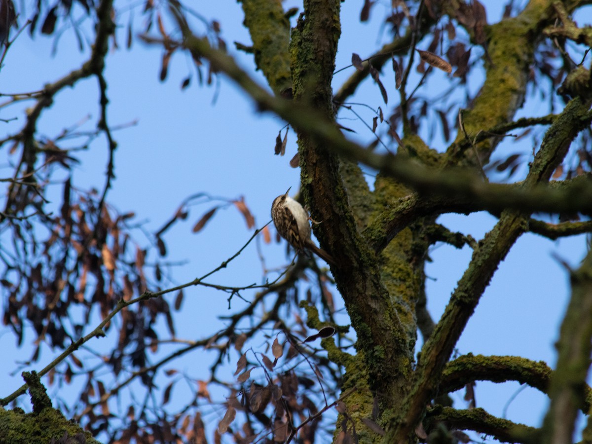 Short-toed Treecreeper - ML645885397