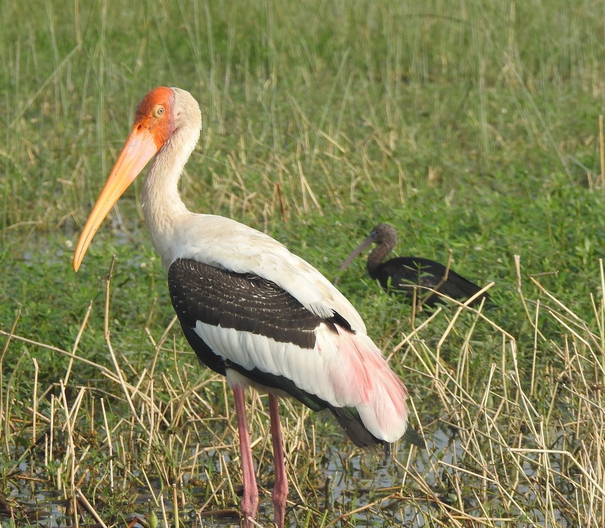 Painted Stork - ML645885398