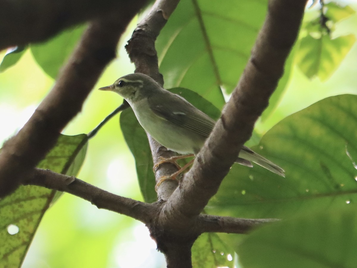 Arctic Warbler - ML645885399