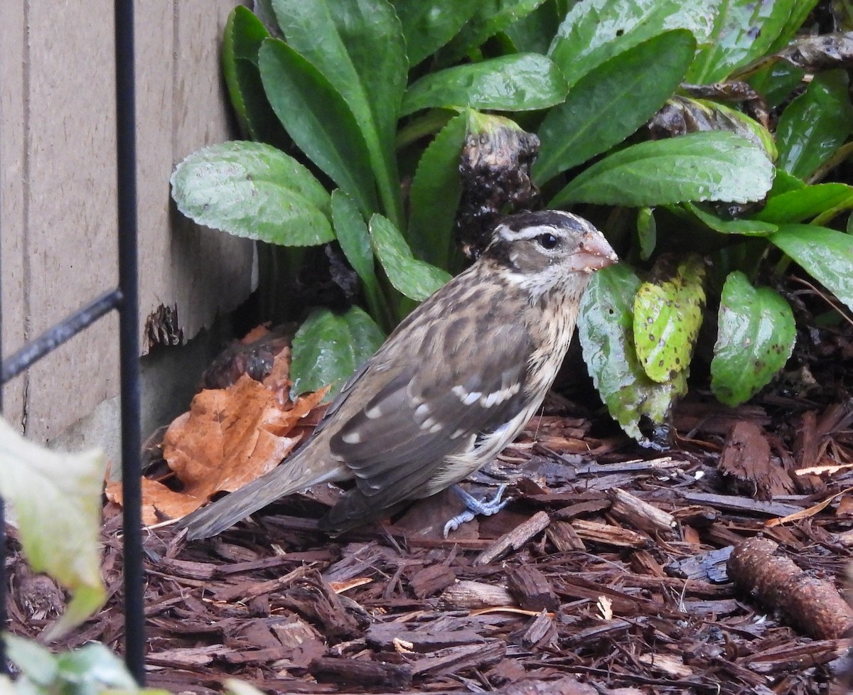 Rose-breasted Grosbeak - ML645885400