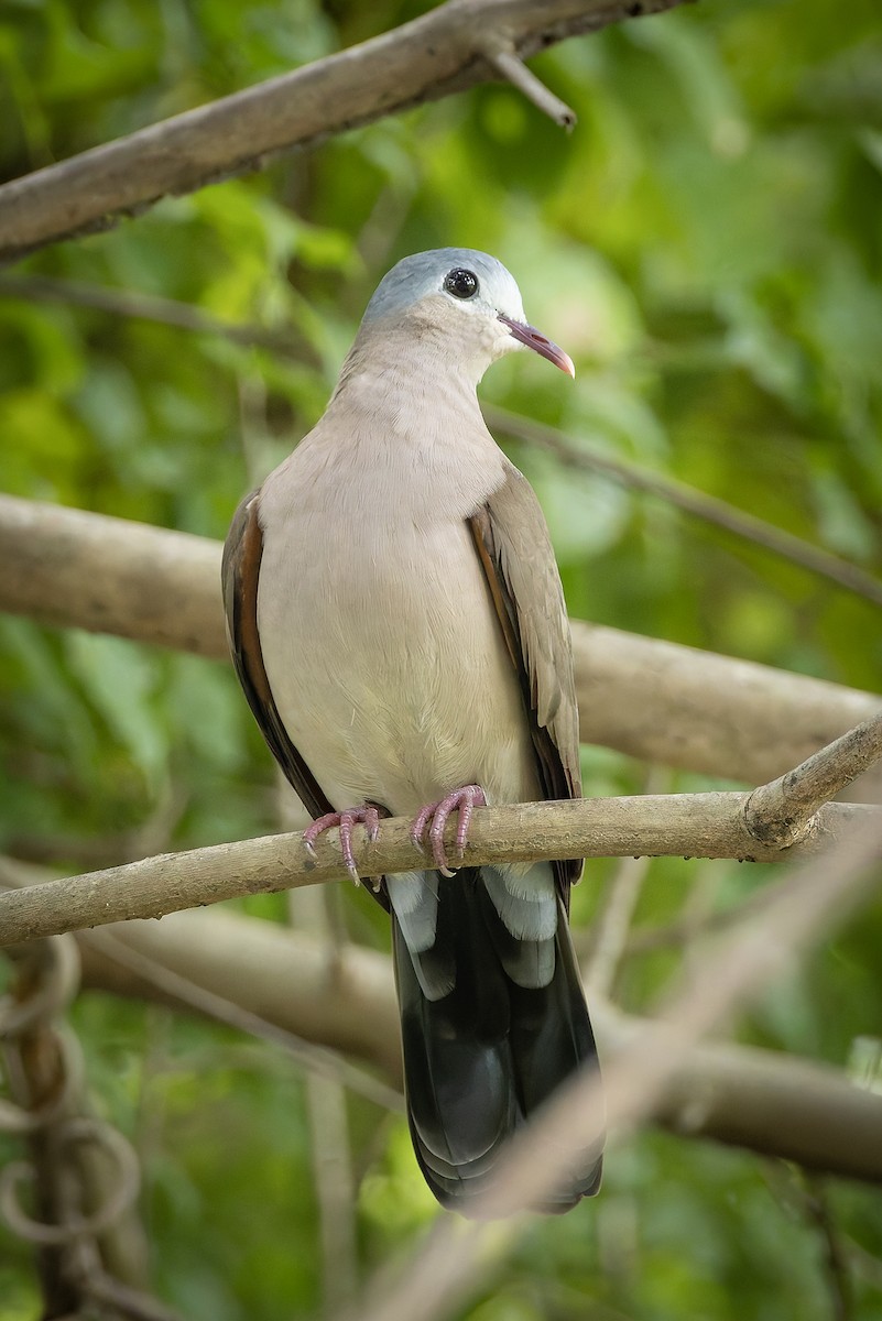 Blue-spotted Wood-Dove - ML645885401