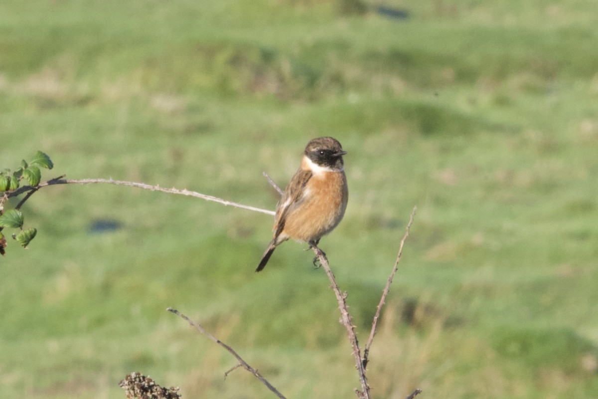 European Stonechat - ML645885402