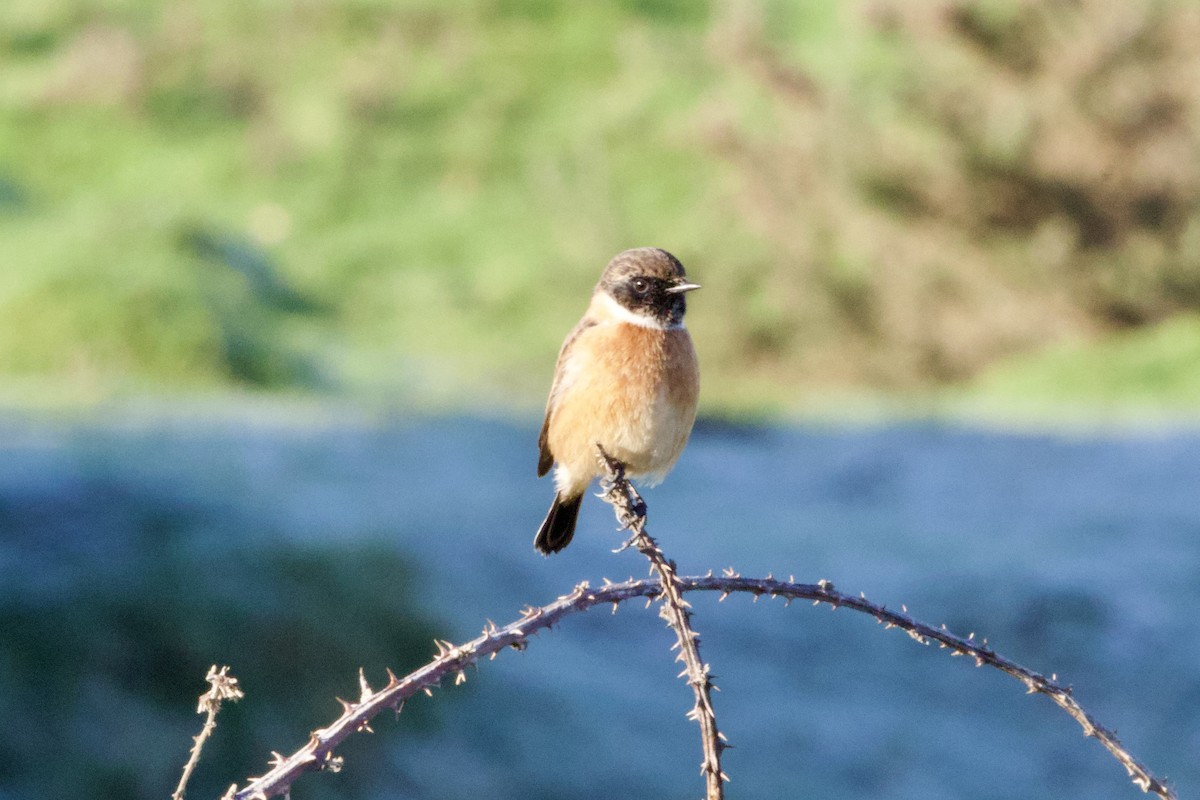European Stonechat - ML645885403