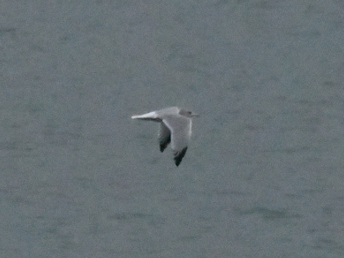 gull sp. - ML645885404