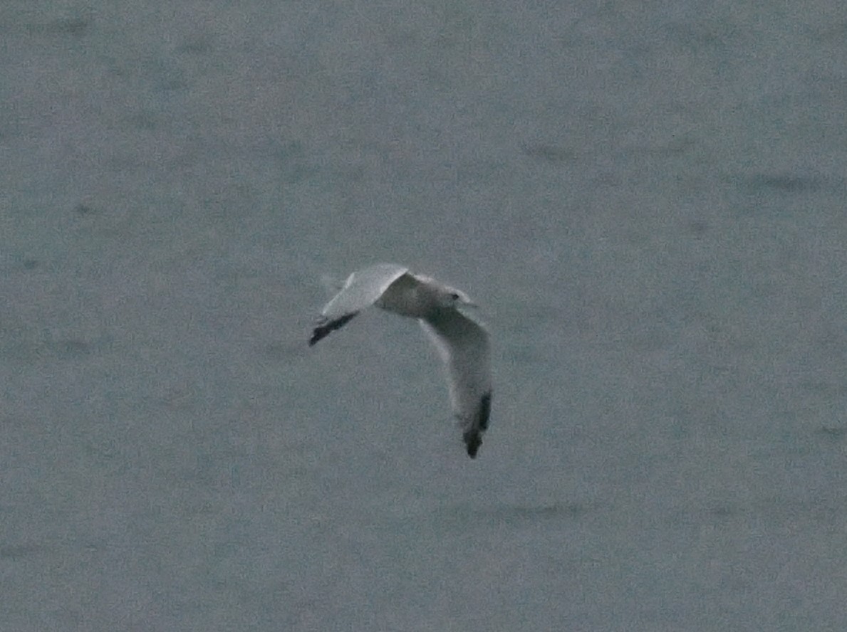 gull sp. - ML645885405