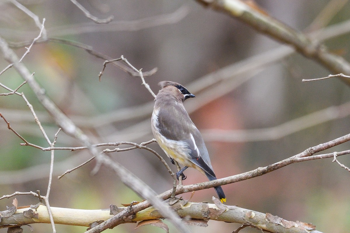 Cedar Waxwing - ML645885412