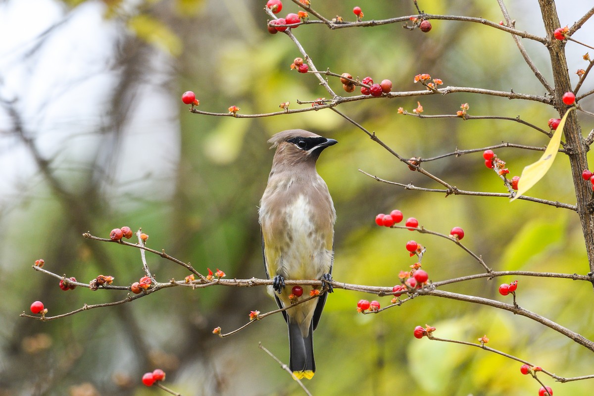 Cedar Waxwing - ML645885413