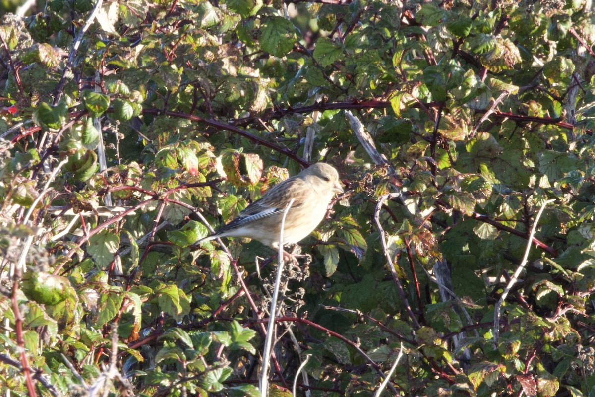 Eurasian Linnet - ML645885415