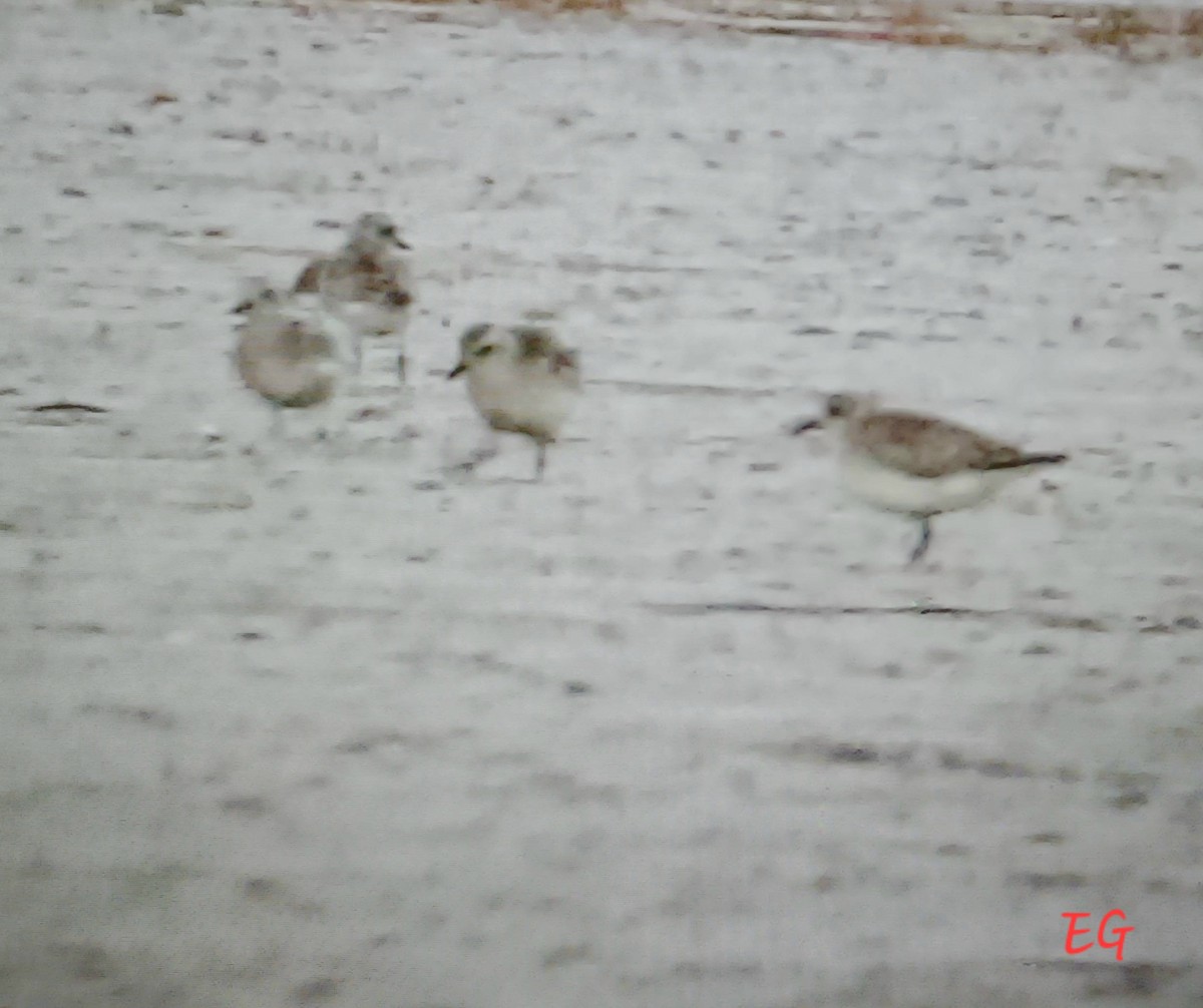 Black-bellied Plover - ML645885416