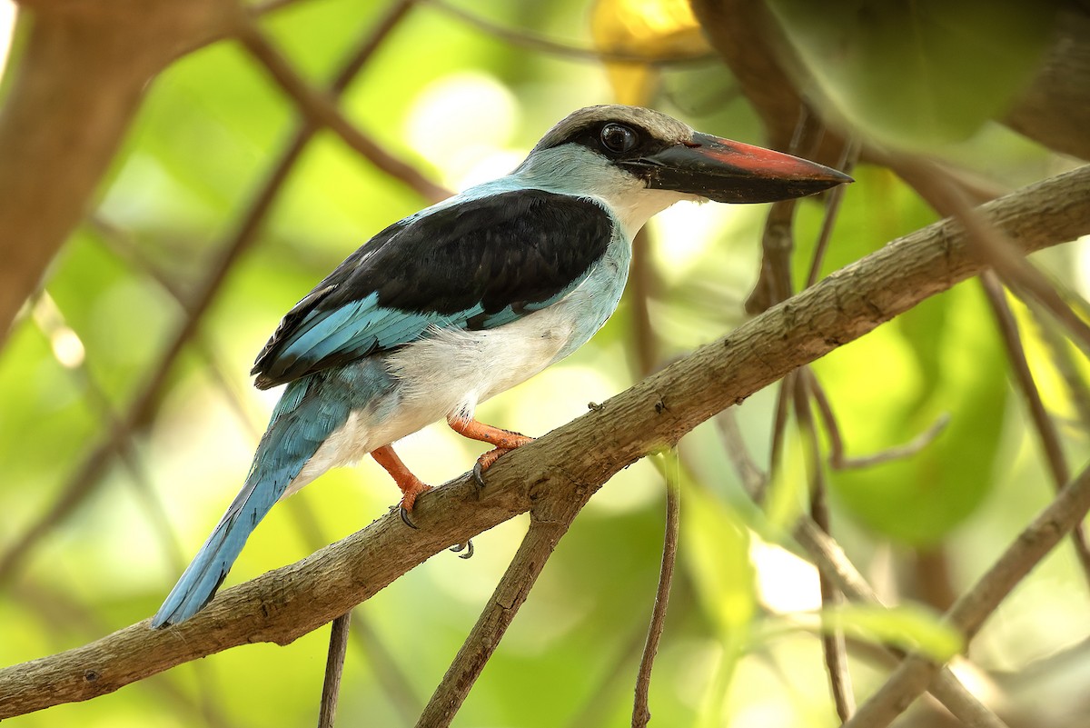 Blue-breasted Kingfisher - ML645885418