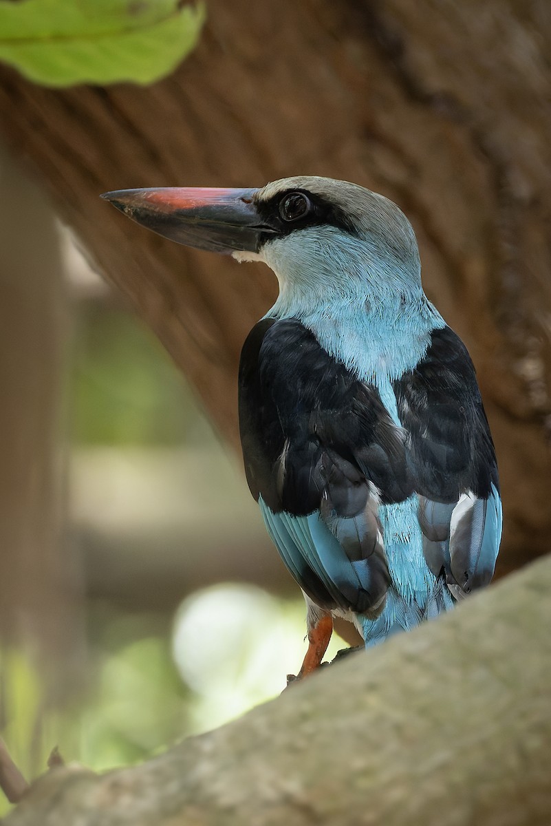 Blue-breasted Kingfisher - ML645885419