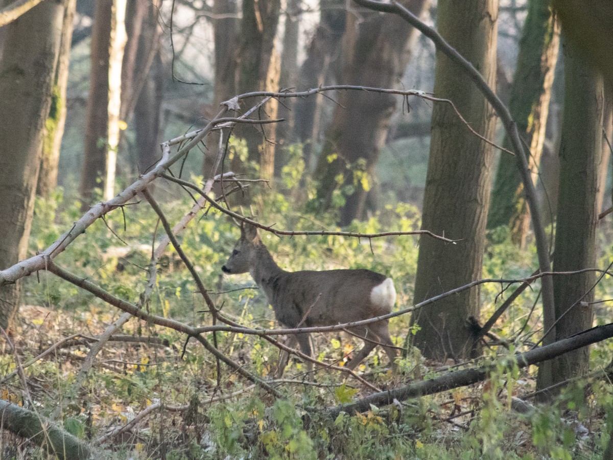 Western Roe Deer - ML645885424
