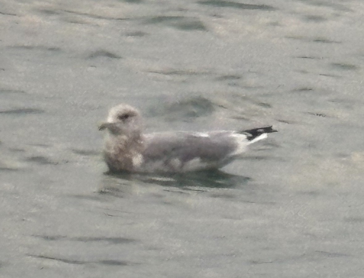 Мартиновий sp. - ML645885425