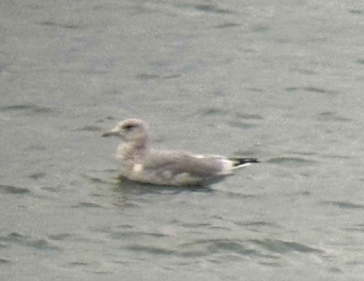 Мартиновий sp. - ML645885426