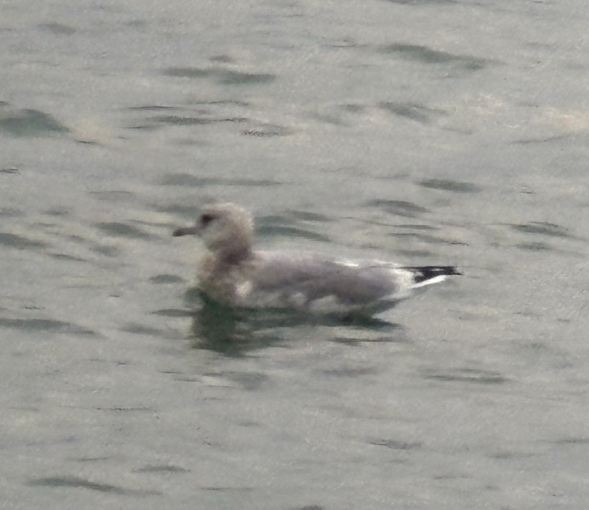 Мартиновий sp. - ML645885427