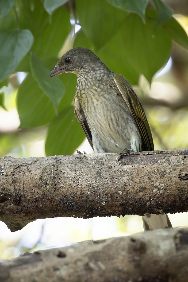 Spotted Honeyguide - ML645885428