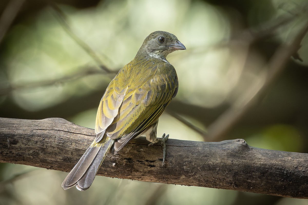 Spotted Honeyguide - ML645885429