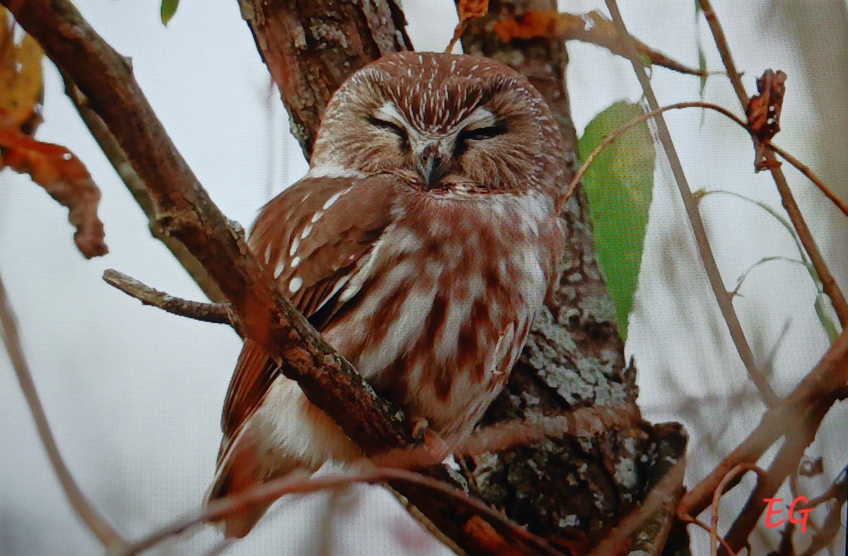 Northern Saw-whet Owl - ML645885439