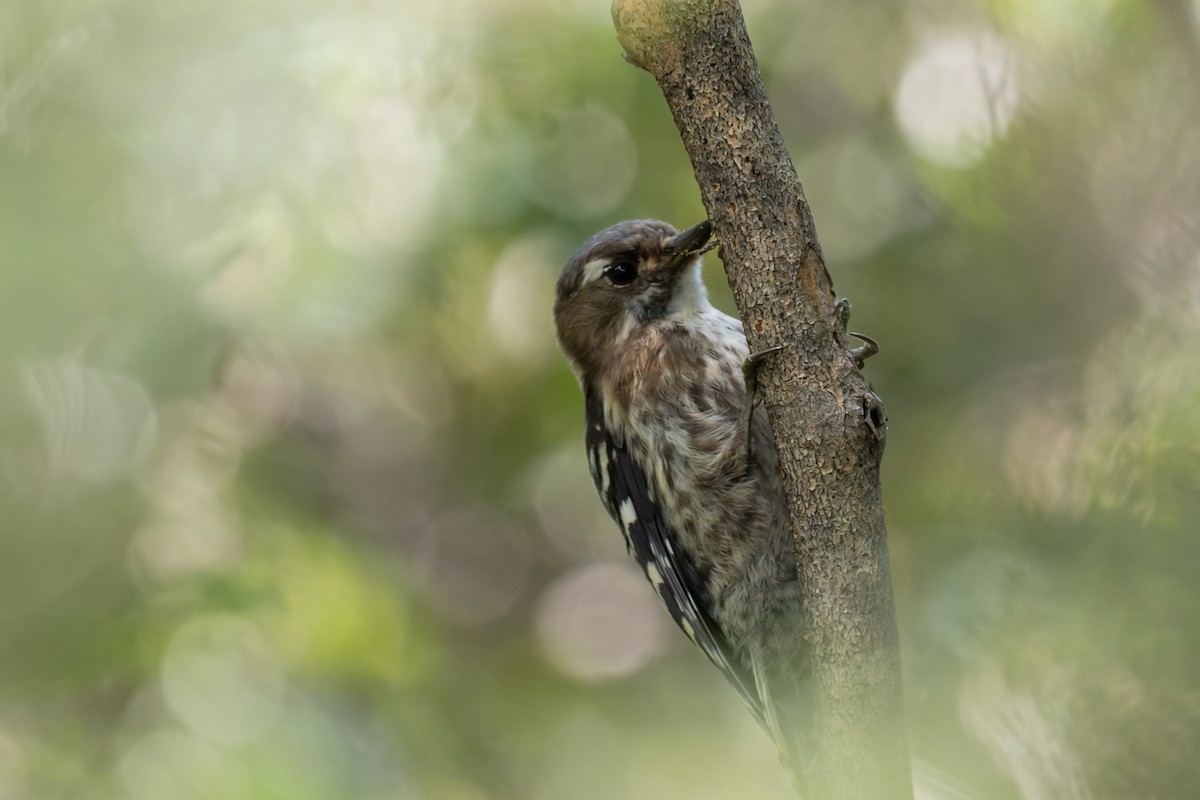 Дятел бурощокий - ML645885440