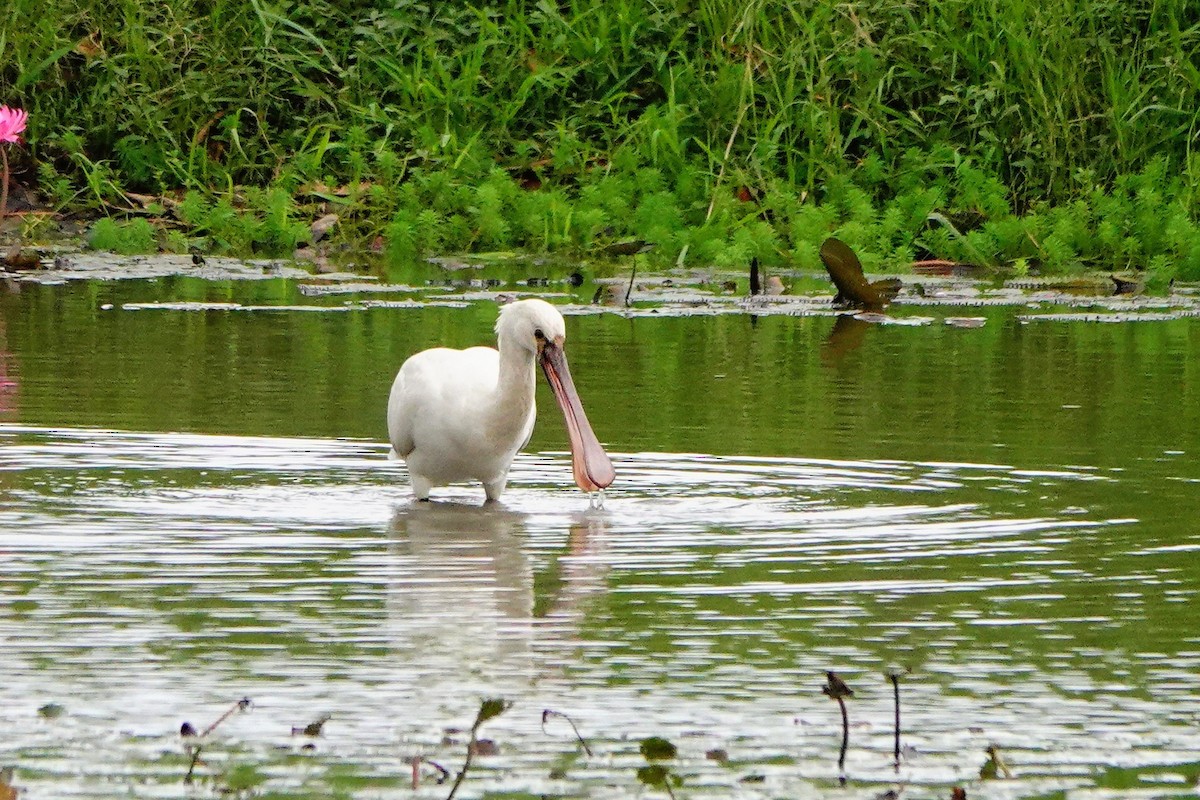 Eurasian Spoonbill - ML645885441