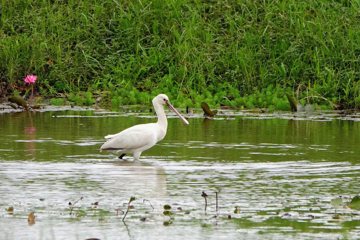 Eurasian Spoonbill - ML645885442