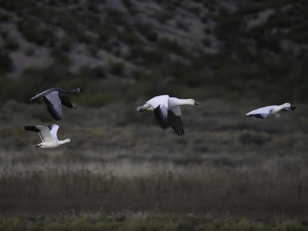 Ross's Goose - ML645885444